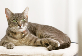 фото кота