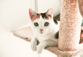 фото кота