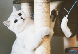 фото кота