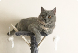 фото кота