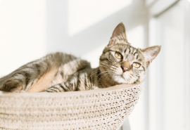 фото кота