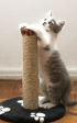 фото кота