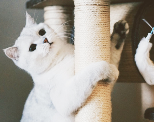 фото кота